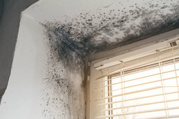 Affordable Crawl Space Mold Remediation solutions in Graham, NC